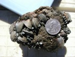 Zebra Mussels Confirmed In Knaus Lake in Stearns County